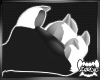 CCVNTT | Paws