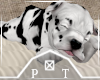 Dalmation Puppy Sleeping