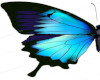 Butterflies Animat. Blue