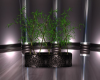 Zen Bamboo Plants ::