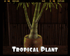 *Tropical Plant