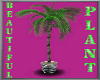 [RC]New Coconut Palm