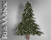 Single Snowy Pine Tree