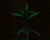 *PV* Bamboo Plant