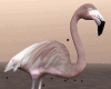 Gentle Flamingo