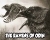 The Ravens Odin part 2