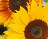 Sunflower Pic Frame 01