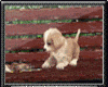 Puppy Bench Animated