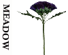 (M) Highland Thistle 9