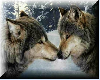Wolves Greeting