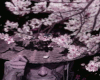 (B) Shunsui Kyōraku