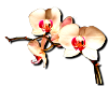 ~real orchid~