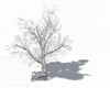OO * Snow room with tree