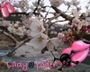 (L@Y)Cherry Blossoms