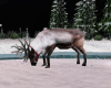 Reindeer Animated