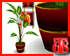 (T68) Flowering Plant