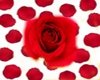 Red rose on rose petals