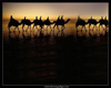 Night at the Desert