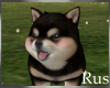 Rus: Shiba Pup