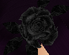 [DML] Black Beauty Rose