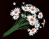 white daisies