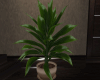 House plant - 1