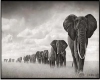 Elephants  Art