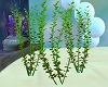 IMI Animated plant