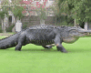 Crocodile Pet