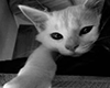 I Am Cute Cutout
