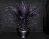 BWishes Plant