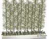 Bamboos Plants
