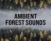 AMBIENT FOREST SOUNDS