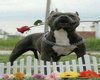 Romantic Pitbull