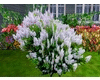 White Lilacs Bush Shrub