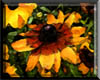 Black-Eyed Susan