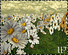 Flowers Daisy Field