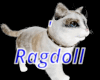 Ragdoll Cat Pet