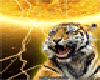 fiery tiger