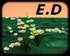E.D FLOWER ANIMATED