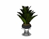 *CS* Plant