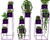 Modern Purple plants