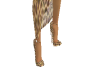 leopard heels
