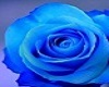 rosa azul