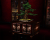 Bonsai Tree and Cabinet