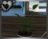 *Lagoon Plant