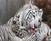 White Tiger 2