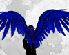 Dark blue wings