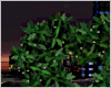 M| SKyD Add Heart Plant