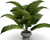 Empress Leaf Plant